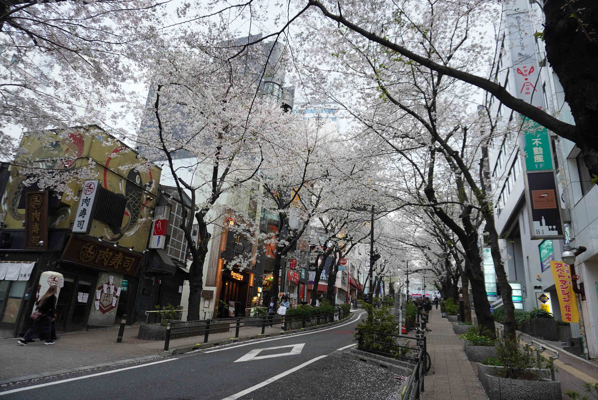 渋谷 さくら通りの桜