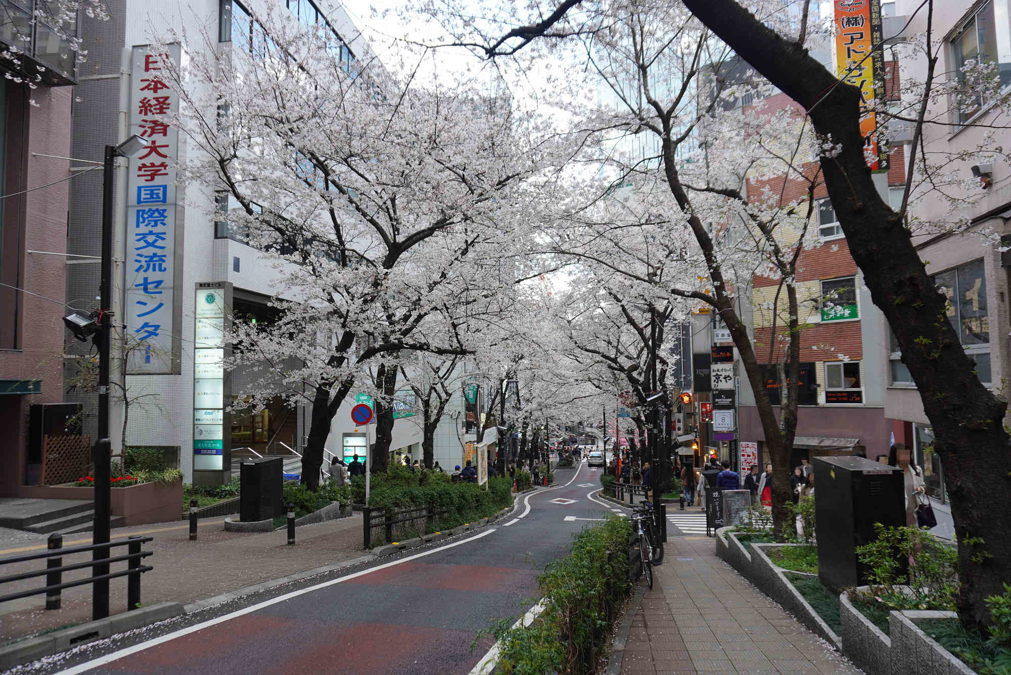 渋谷 さくら通りの桜