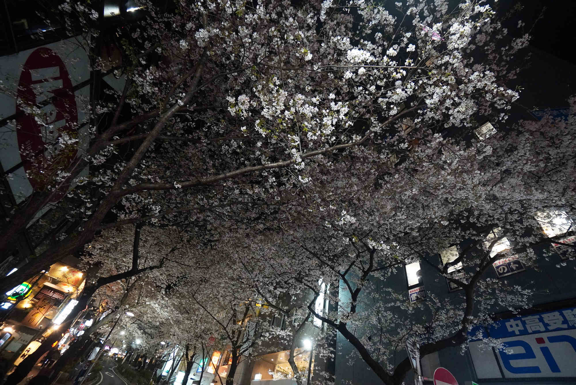 渋谷 さくら通りの夜桜